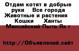 Отдам котят в добрые руки. - Все города Животные и растения » Кошки   . Ханты-Мансийский,Пыть-Ях г.